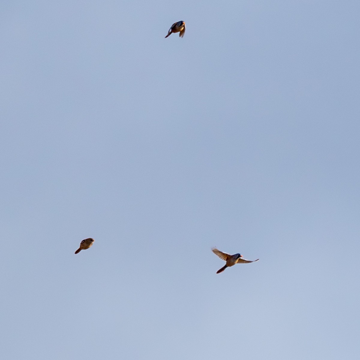 ヒゲガラ - ML644401346