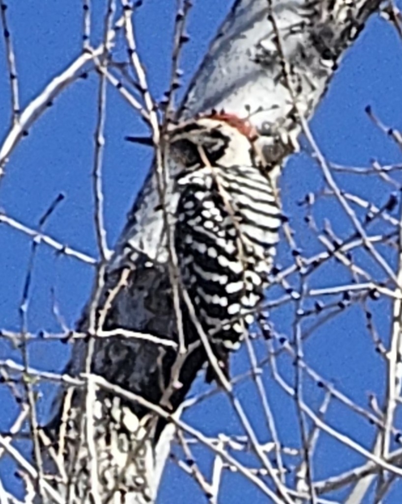 シマアカゲラ - ML644401348