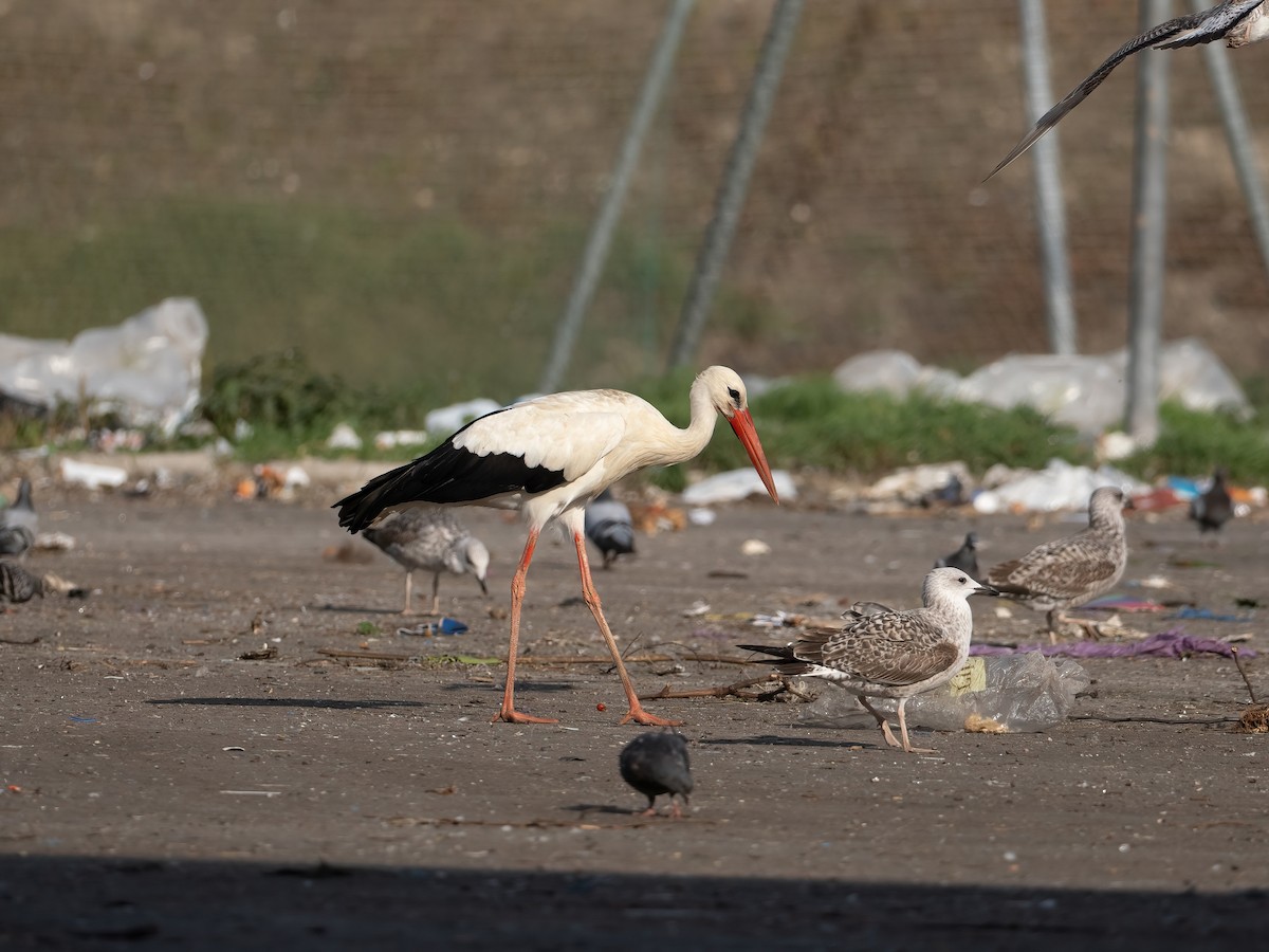 White Stork - ML644401349