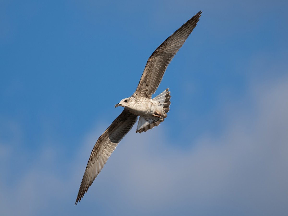 Yellow-legged Gull (michahellis) - ML644401350