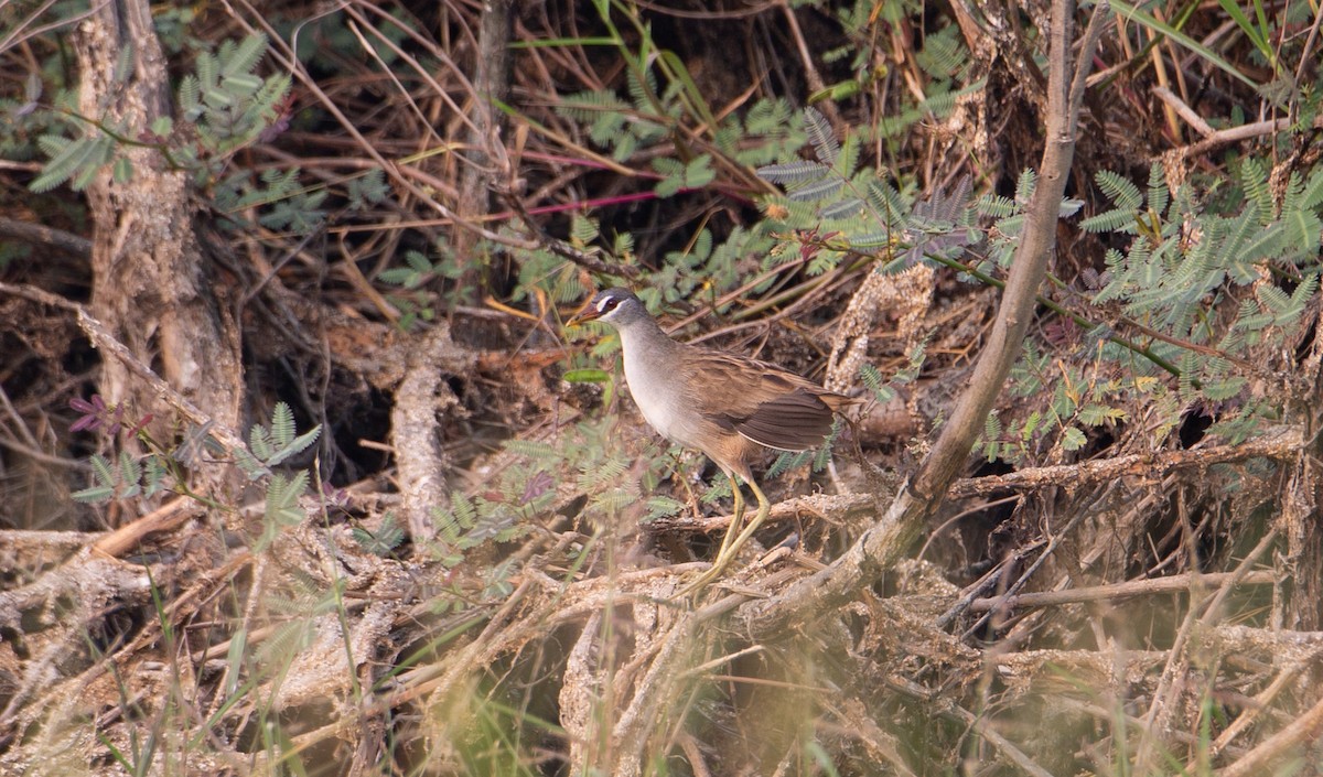 chřástal popelavý - ML644401355