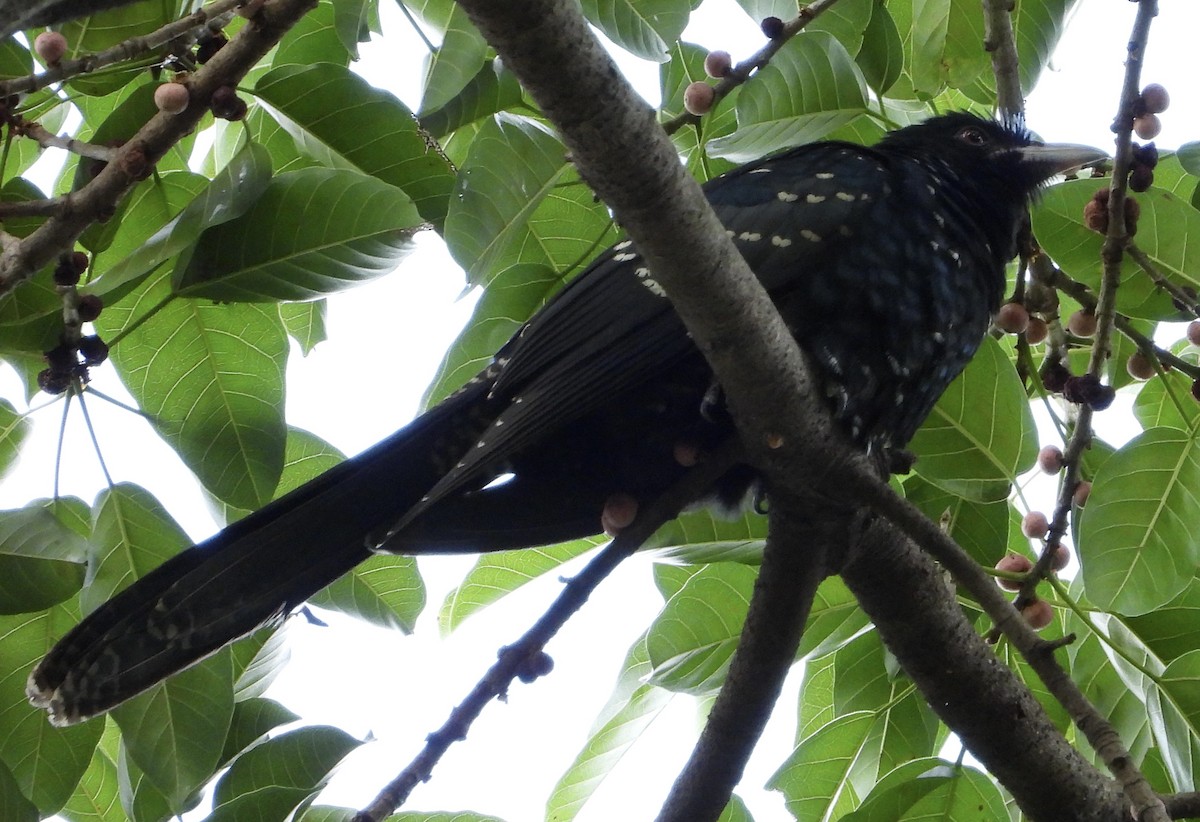 Asian Koel - ML644401359