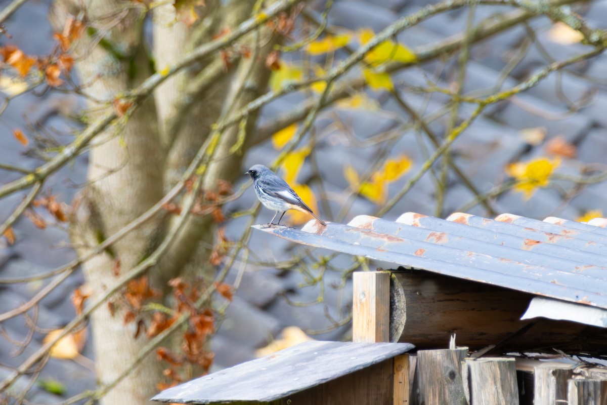 Black Redstart - ML644401377