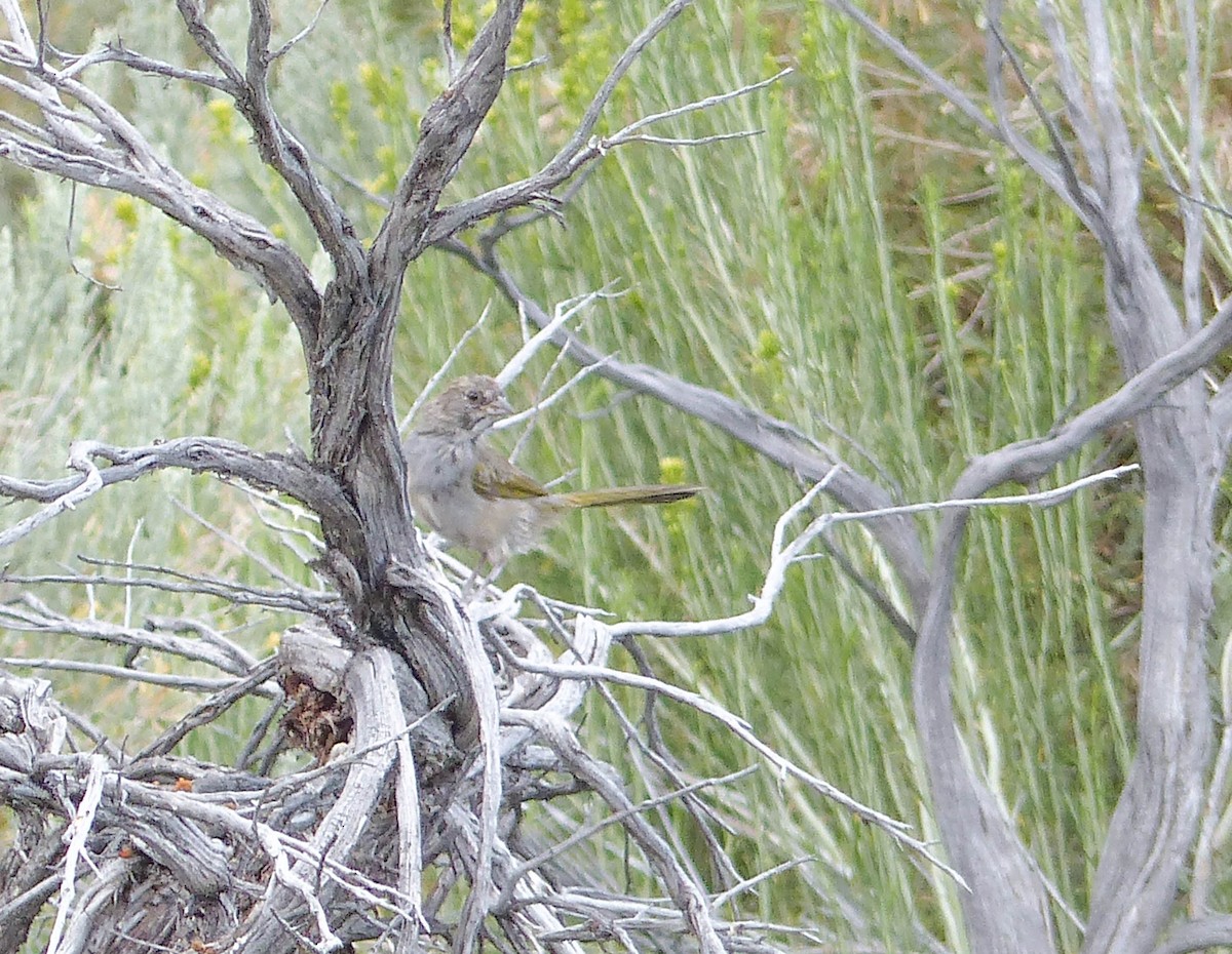 Green-tailed Towhee - ML644401378
