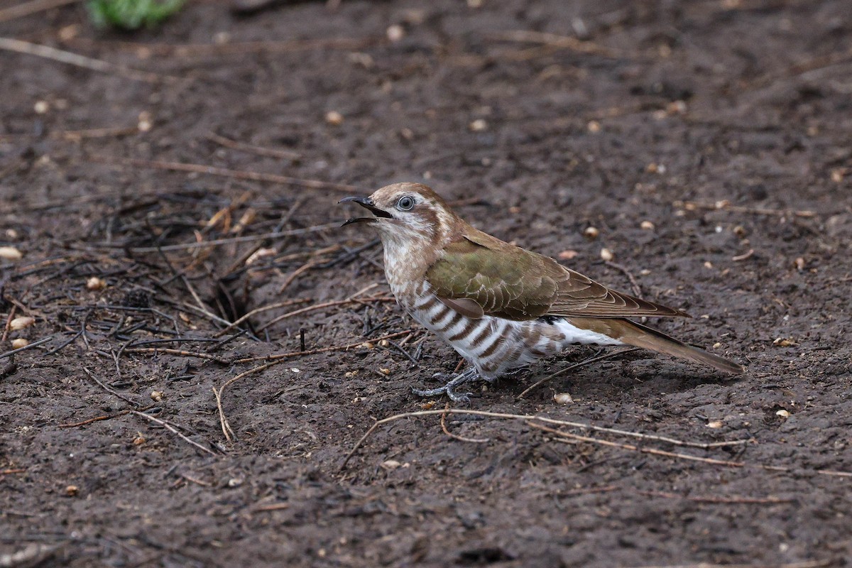 マミジロテリカッコウ - ML644401381