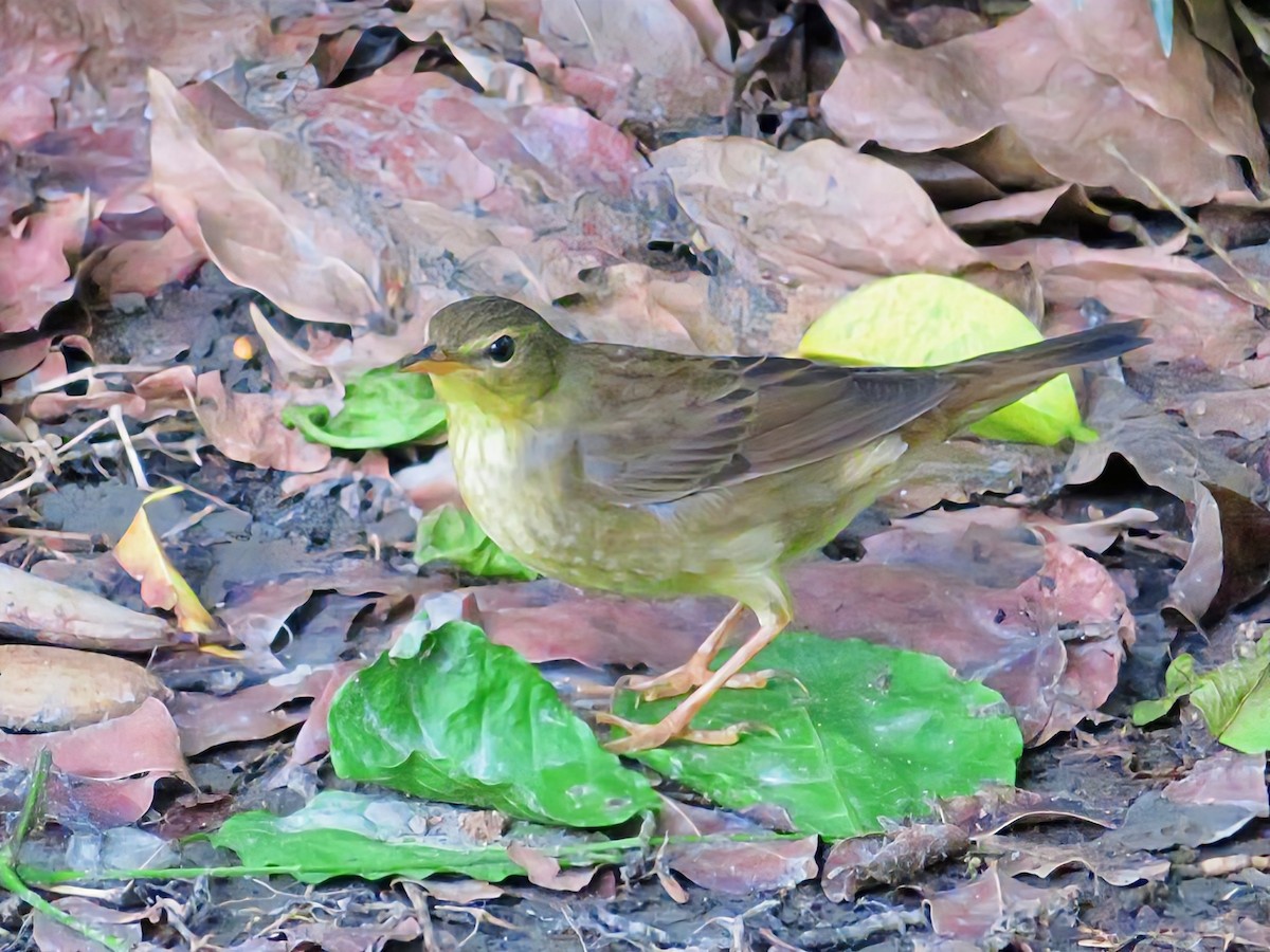 Middendorff's Grasshopper Warbler - ML644401384
