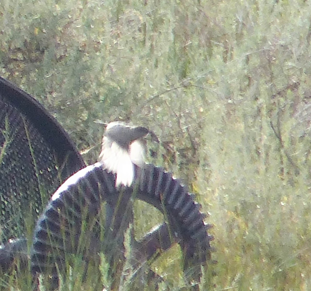 Sagebrush Sparrow - ML644401385