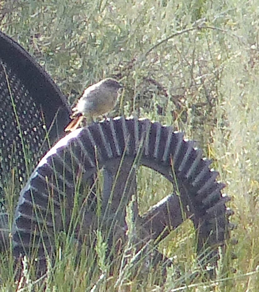 Sagebrush Sparrow - ML644401386