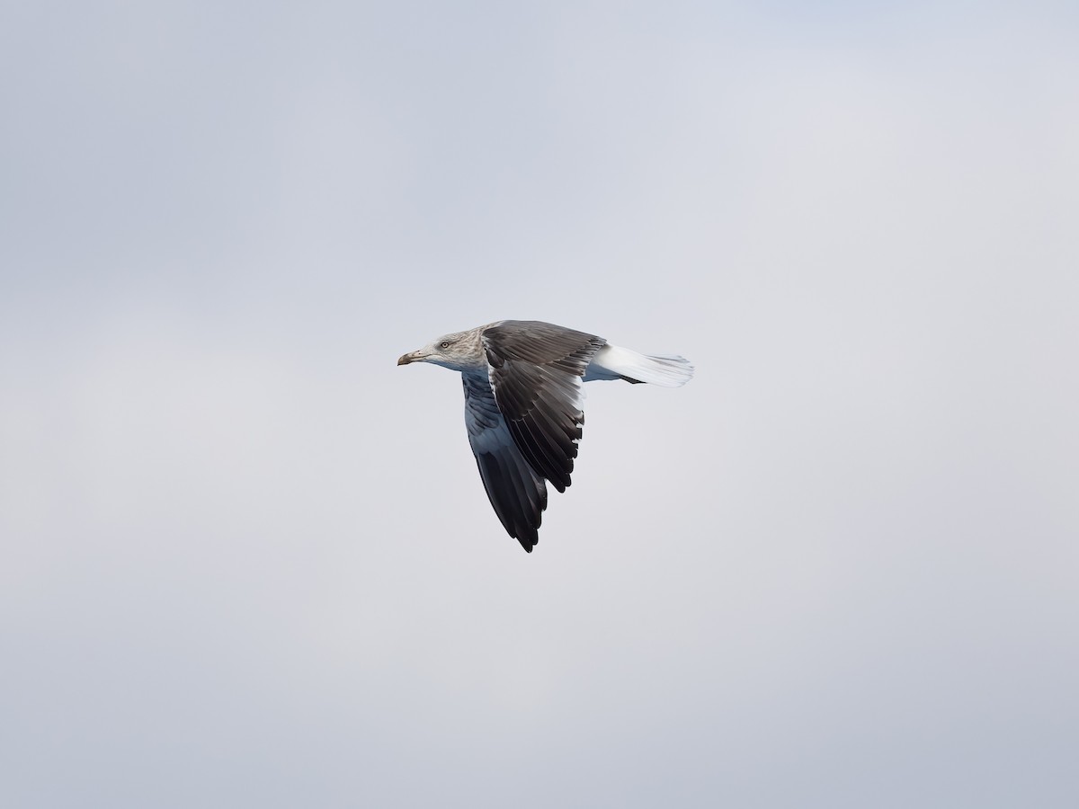 Lesser Black-backed Gull (intermedius) - ML644401388
