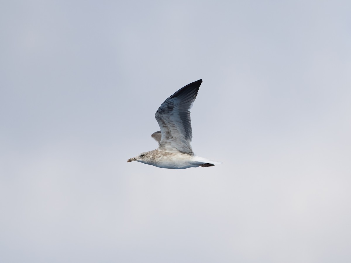 Lesser Black-backed Gull (intermedius) - ML644401389