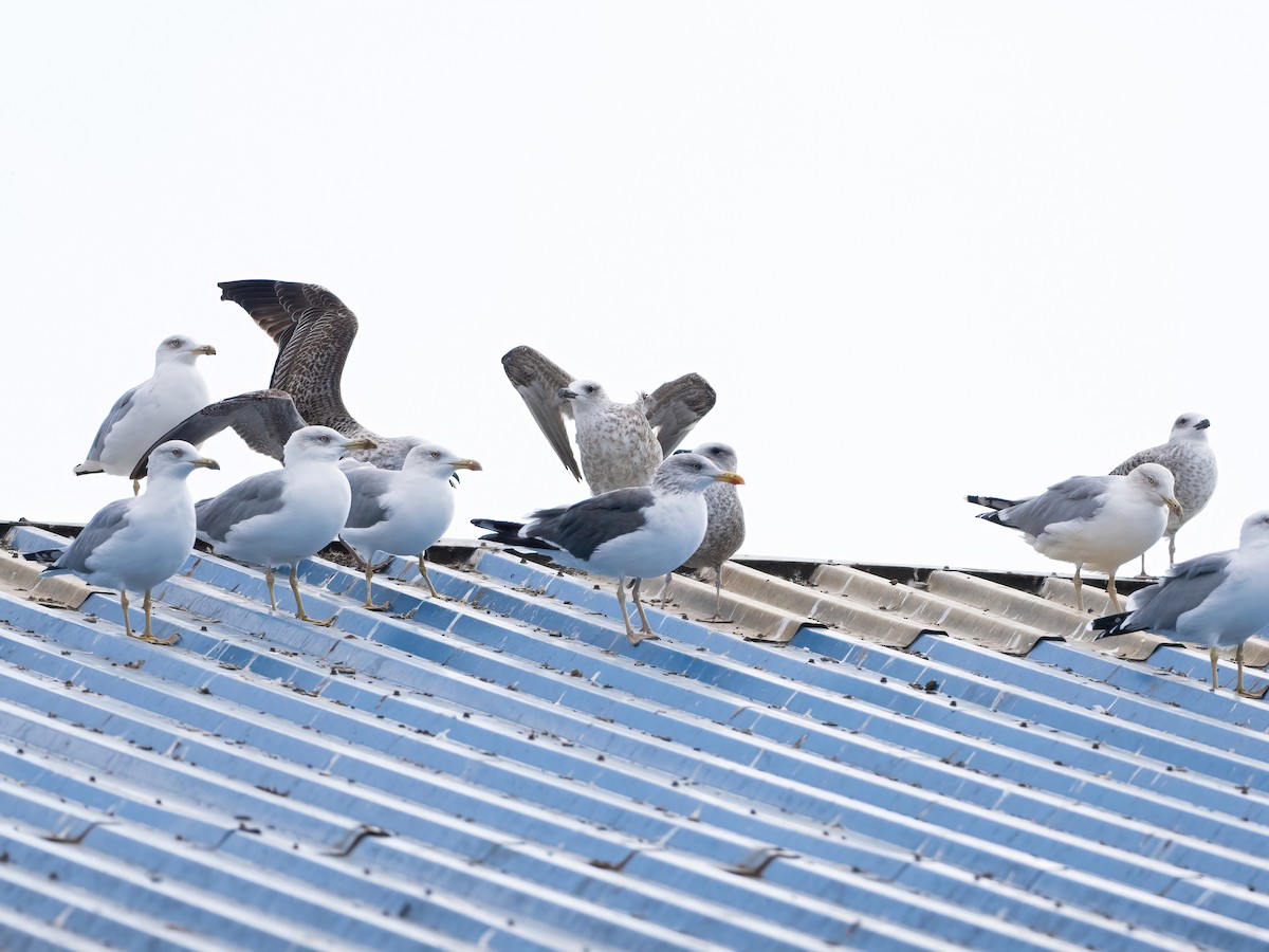 Lesser Black-backed Gull (intermedius) - ML644401390
