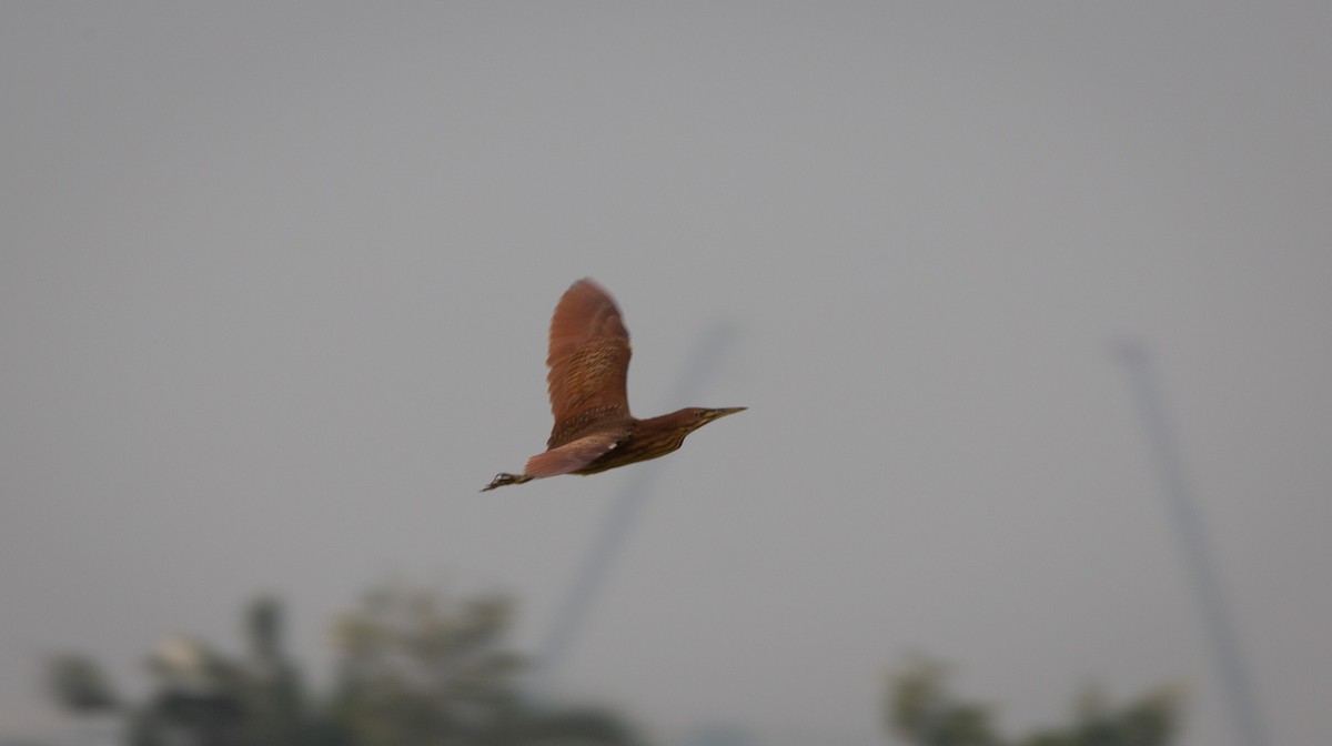 Cinnamon Bittern - ML644401393