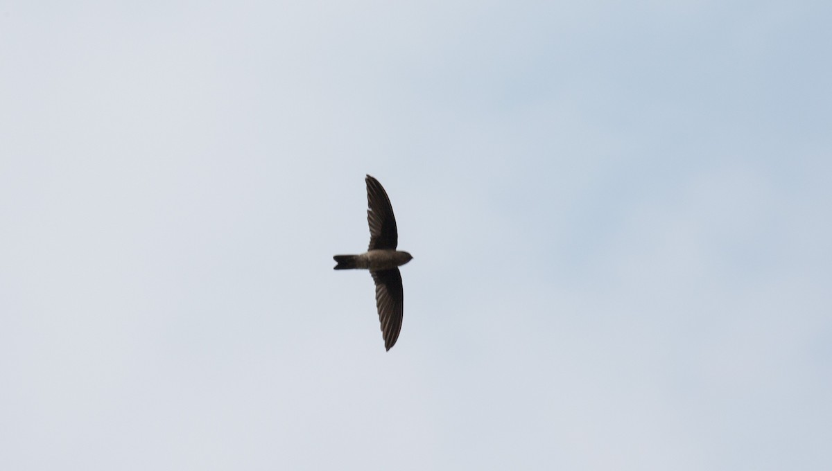 White-nest Swiftlet - ML644401394