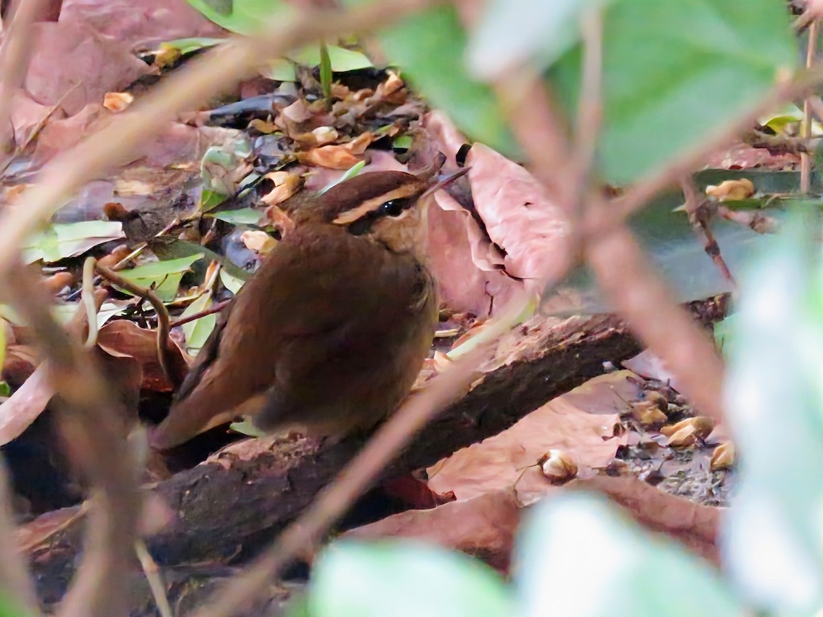 Asian Stubtail - ML644401396