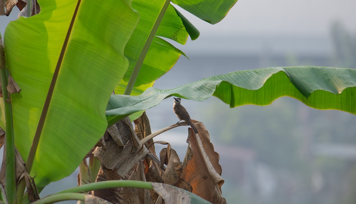 Yellow-vented Bulbul - ML644401398