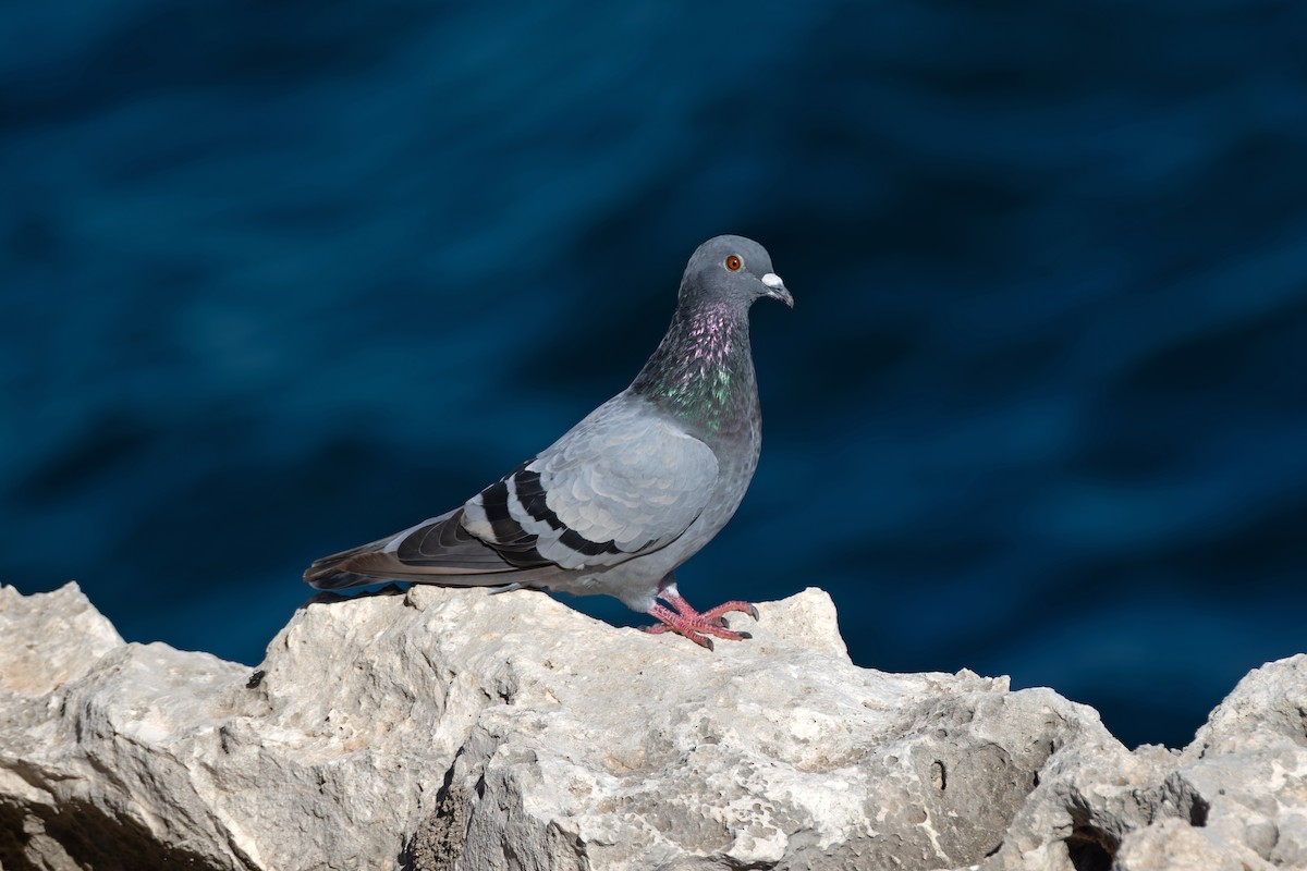 Rock Pigeon (Feral Pigeon) - ML644401401