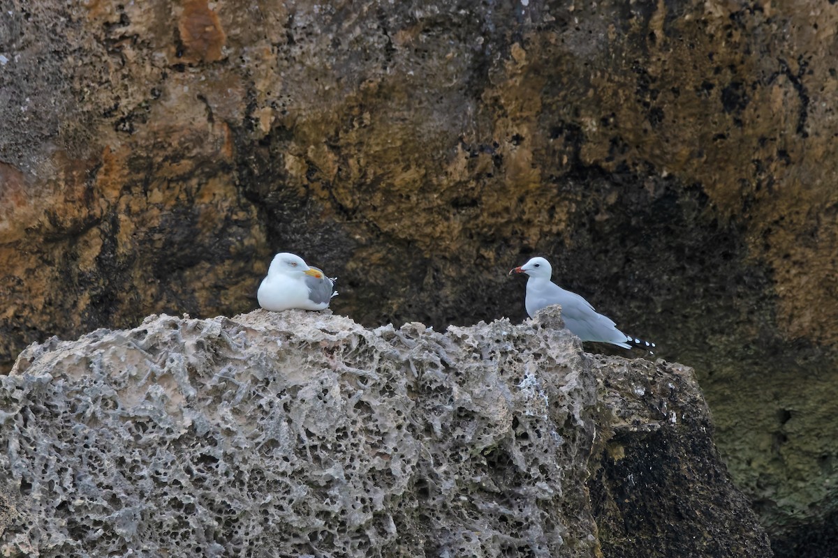 Audouin's Gull - ML644401403