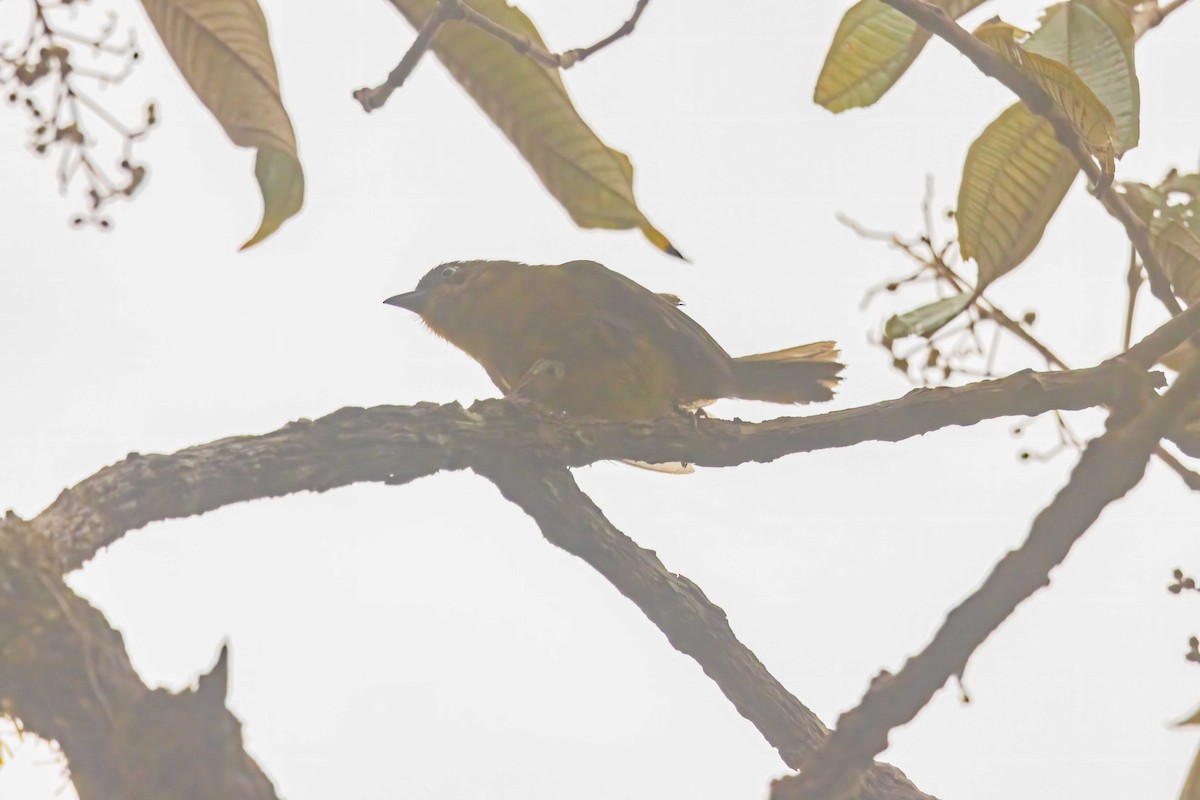 Pirre Chlorospingus - ML644401404