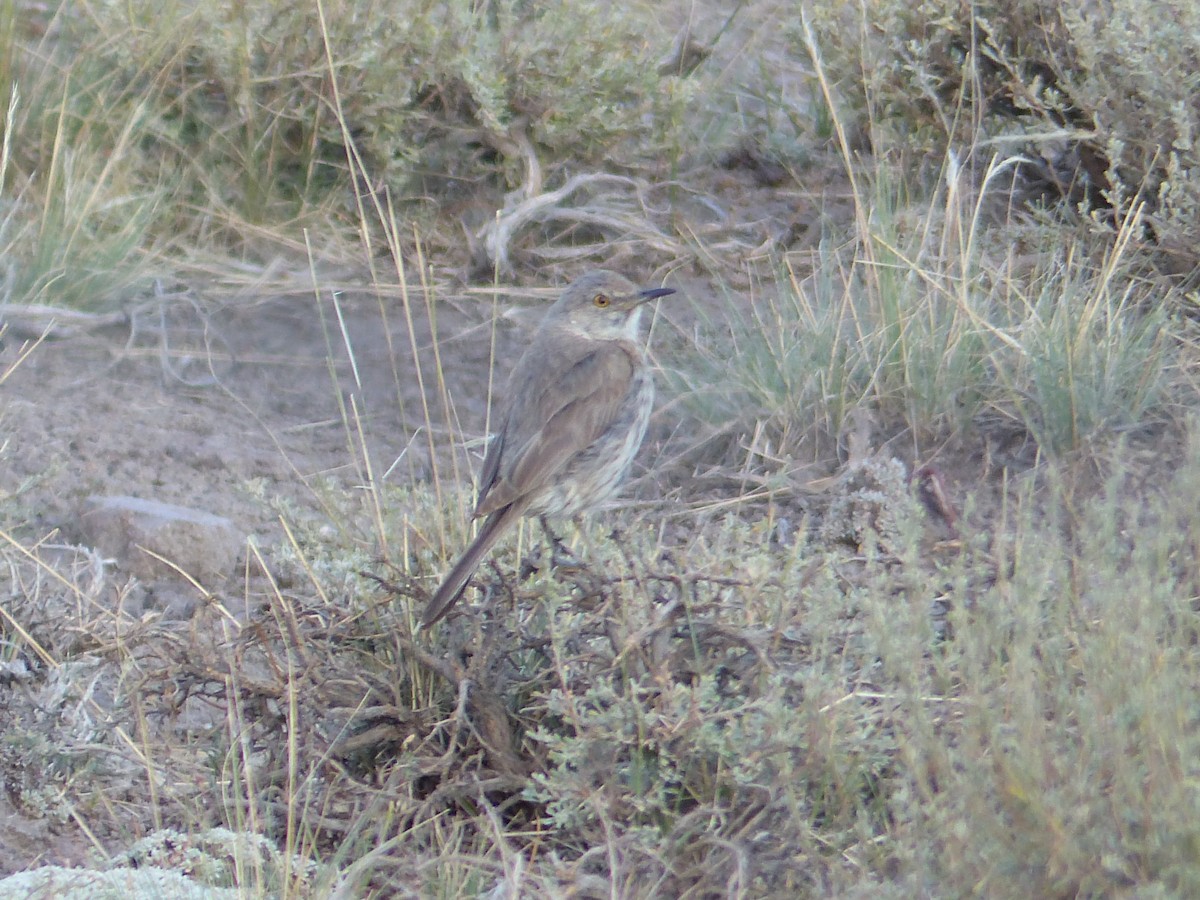 Sage Thrasher - ML644401405