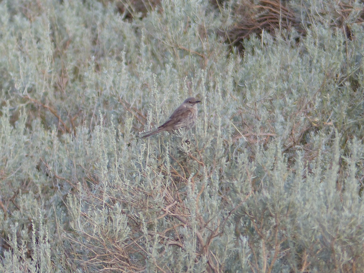 Sage Thrasher - ML644401406