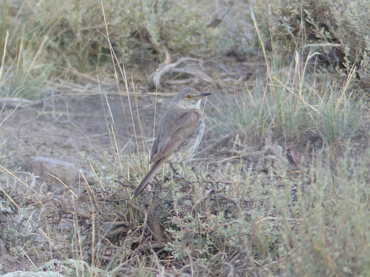 Sage Thrasher - ML644401407
