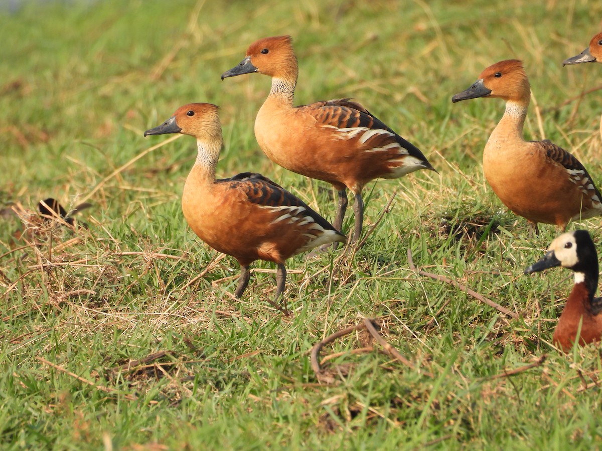 Fulvous Whistling-Duck - ML644401408