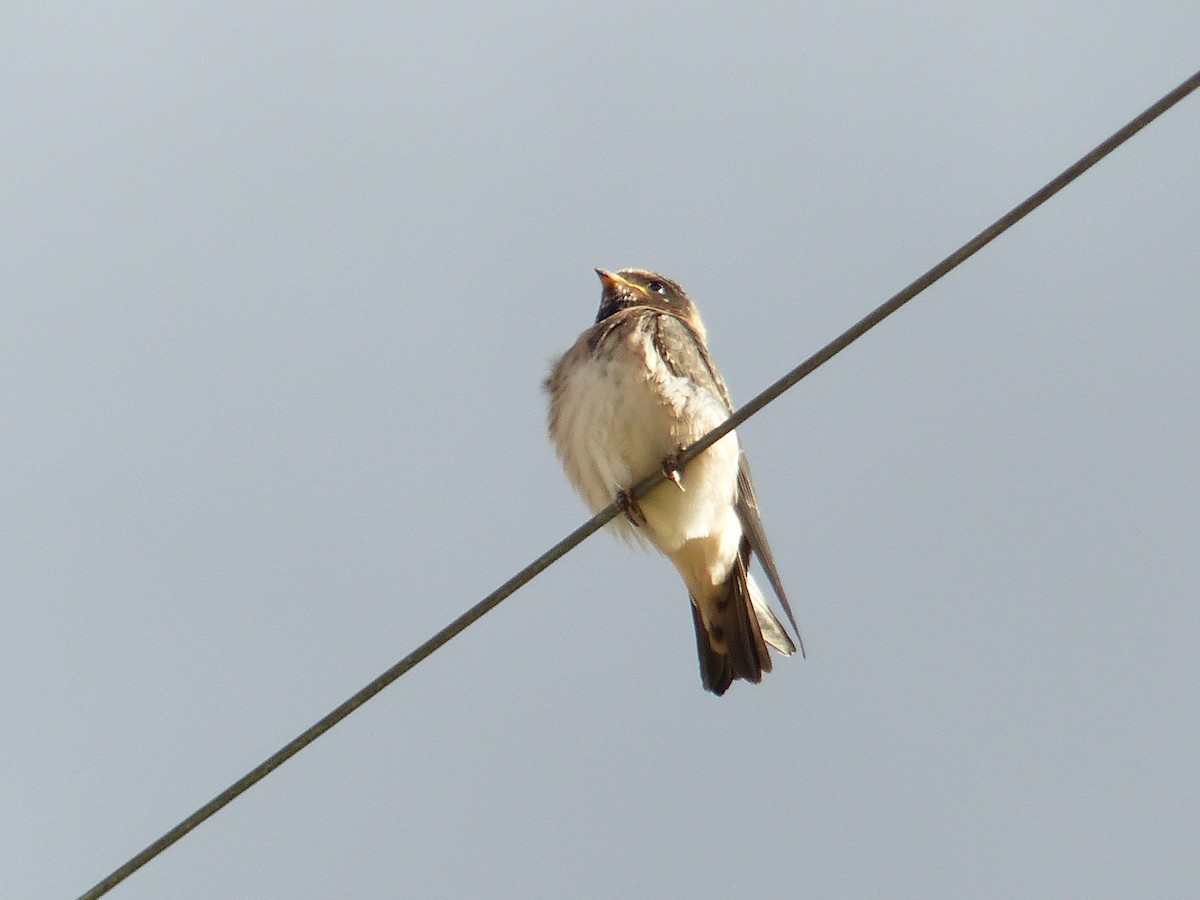 Barn Swallow - ML644401409