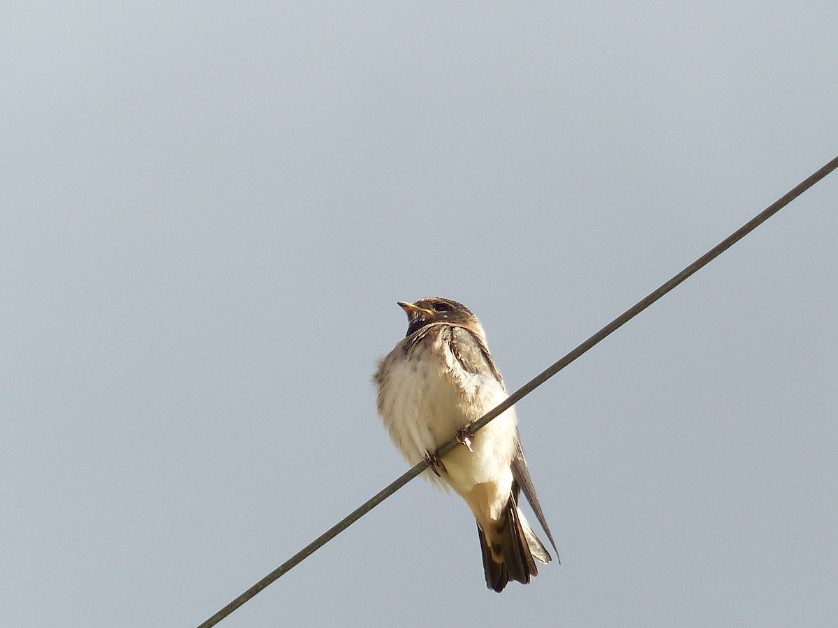Barn Swallow - ML644401410