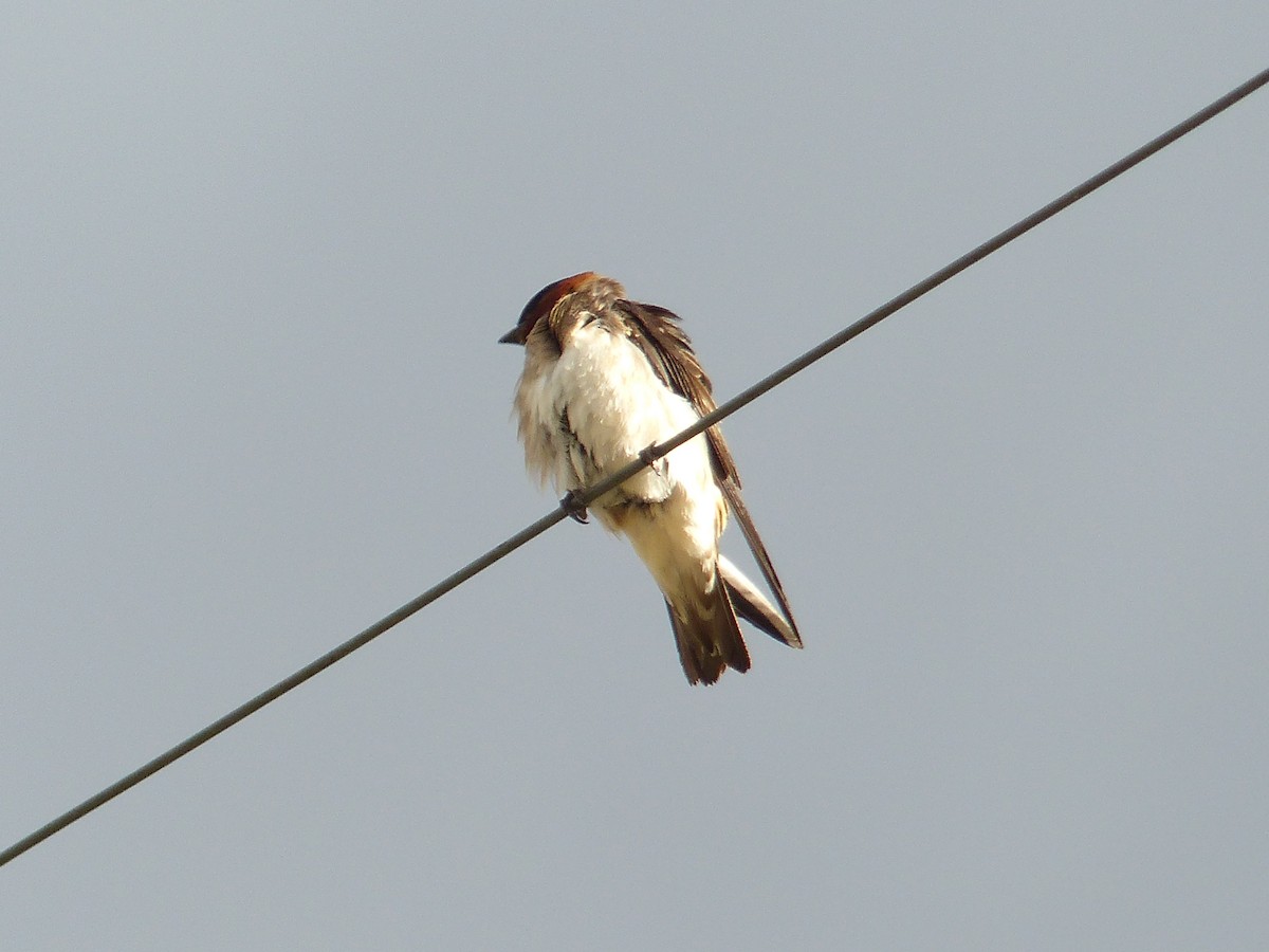 Barn Swallow - ML644401411