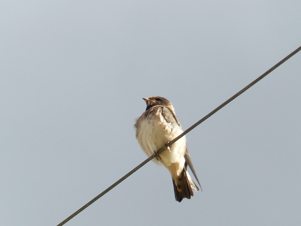 Barn Swallow - ML644401412