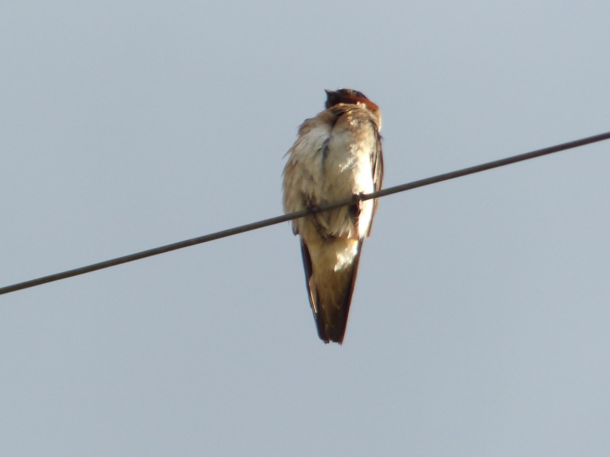 Barn Swallow - ML644401413