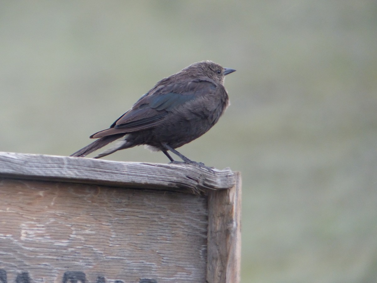 Red-winged Blackbird - ML644401414
