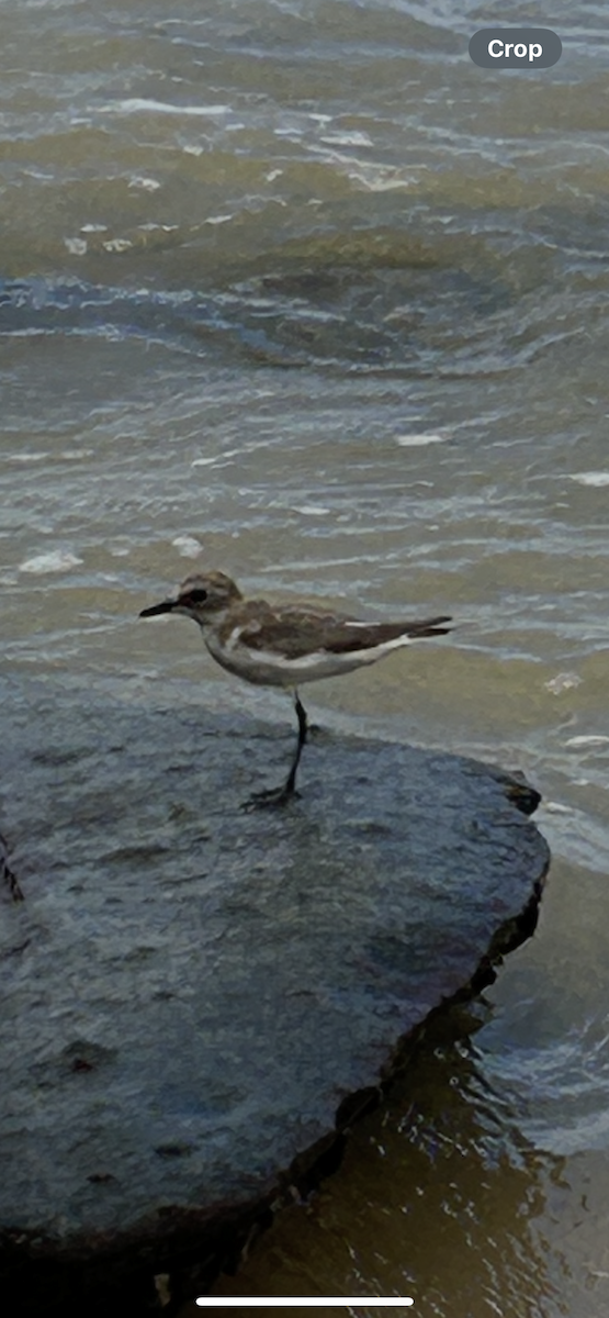 メダイチドリ／チベットメダイチドリ - ML644401421