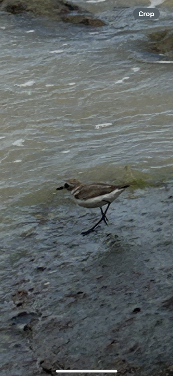 メダイチドリ／チベットメダイチドリ - ML644401422