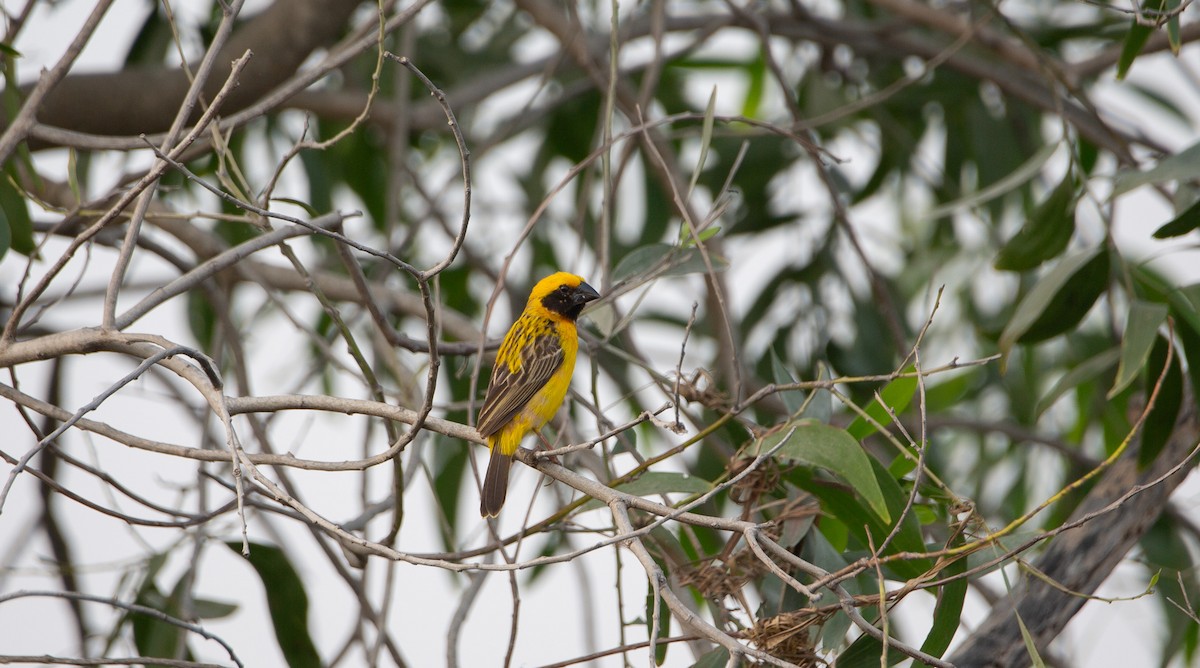 Ткачик золоточеревий - ML644401424