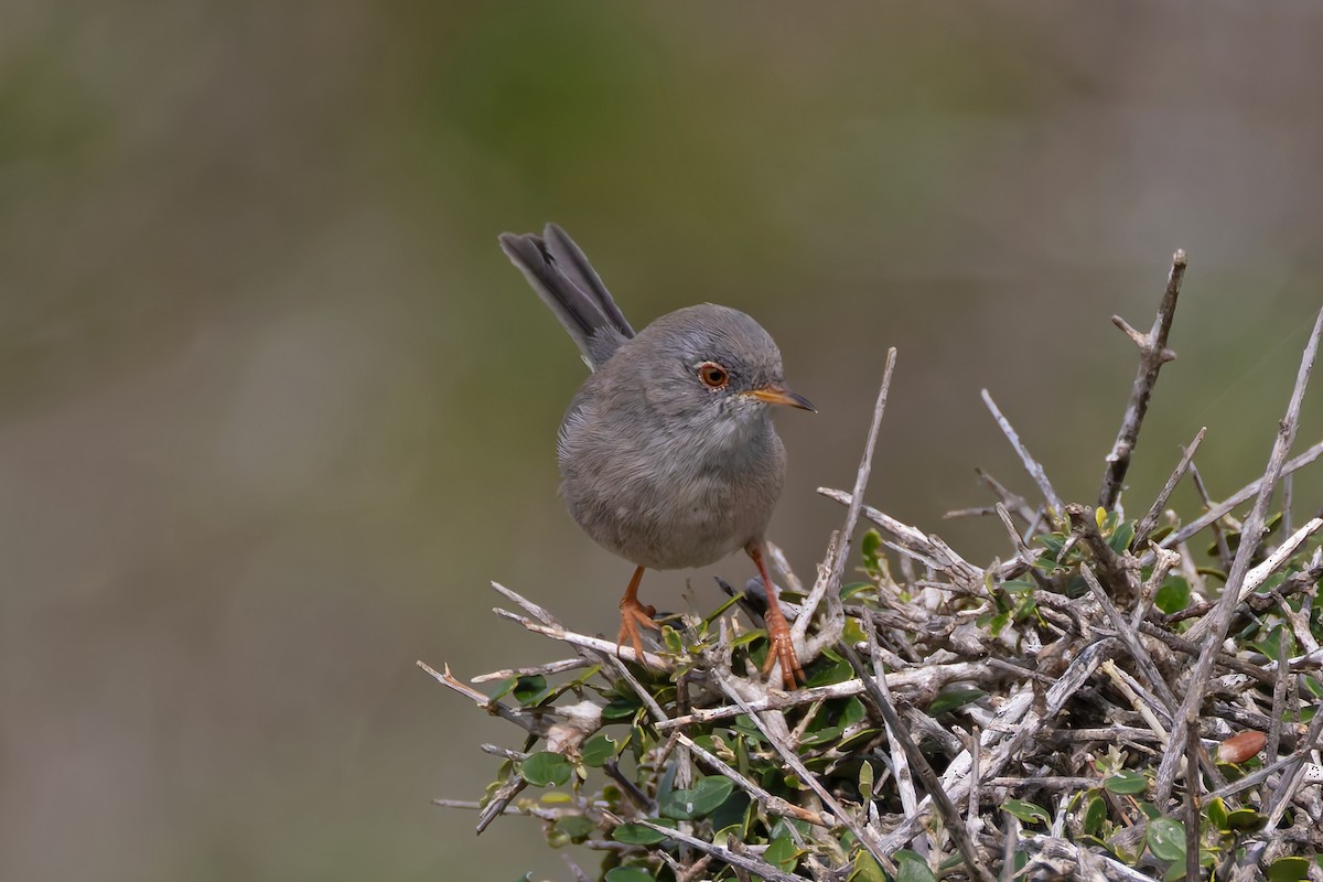 Balearic Warbler - ML644401437