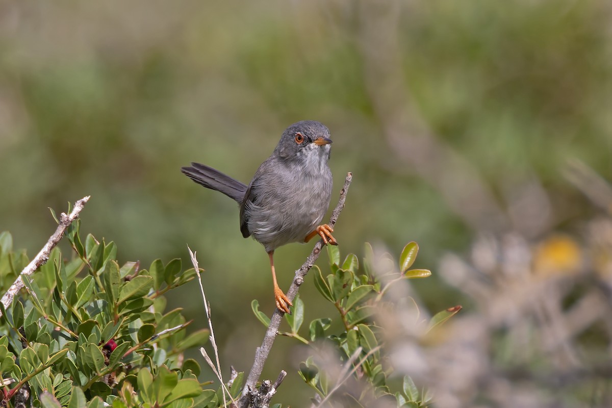 Balearic Warbler - ML644401438