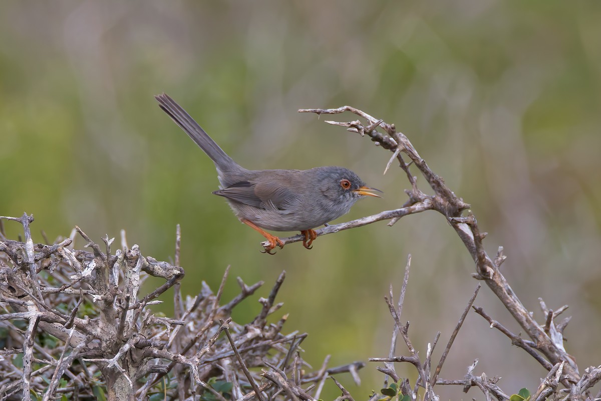 Balearic Warbler - ML644401439