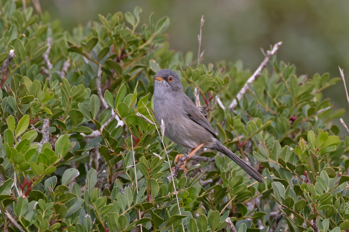 Balearic Warbler - ML644401440