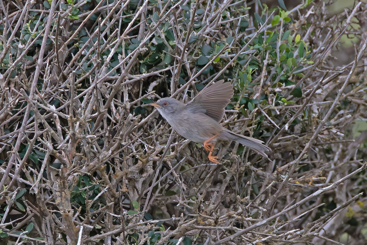 Balearic Warbler - ML644401441