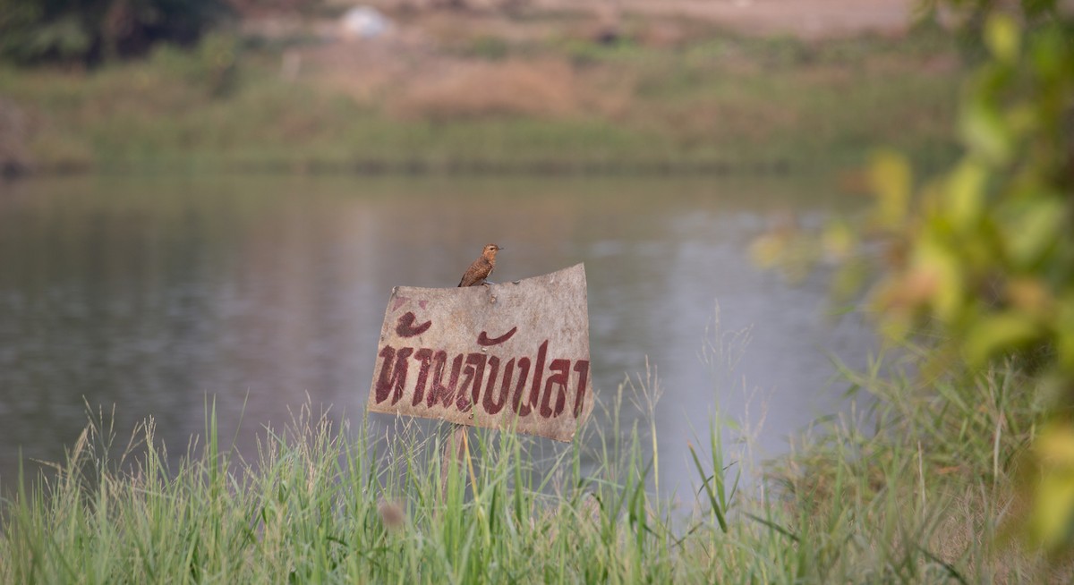 klagegjøk - ML644401450