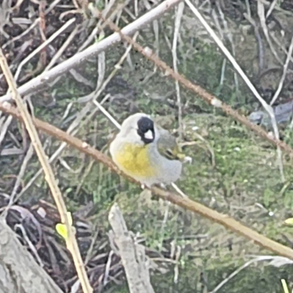 Lawrence's Goldfinch - ML644401453