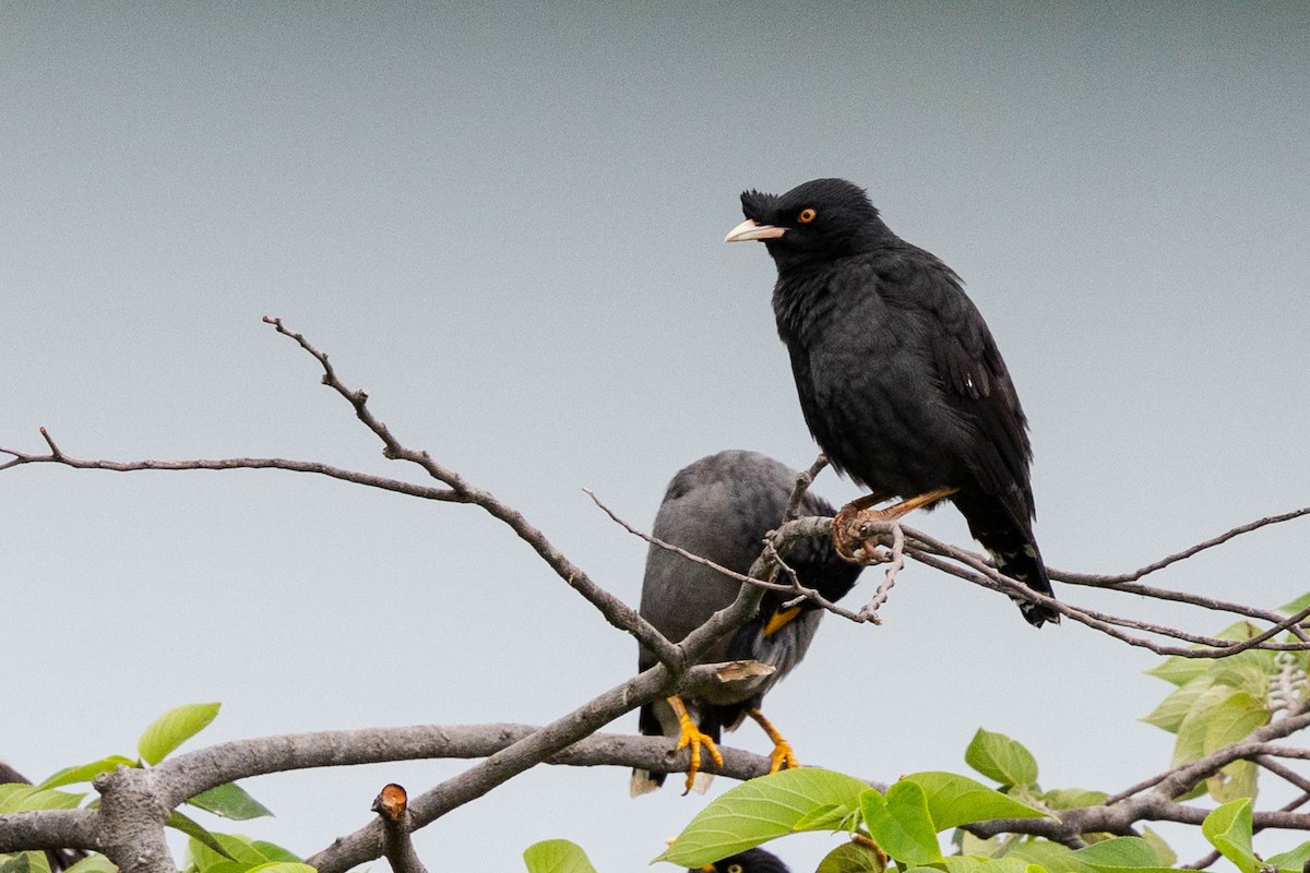 ハッカチョウ - ML644401455