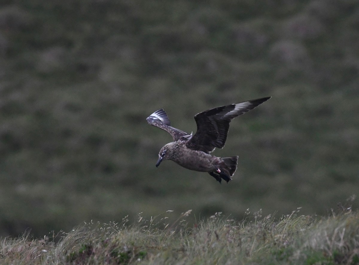 Great Skua - ML644401459