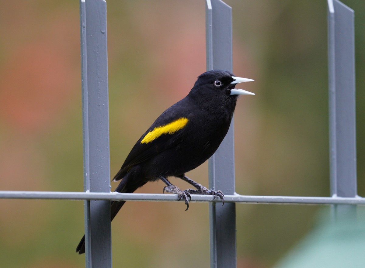 キンバネツリスドリ - ML644401470