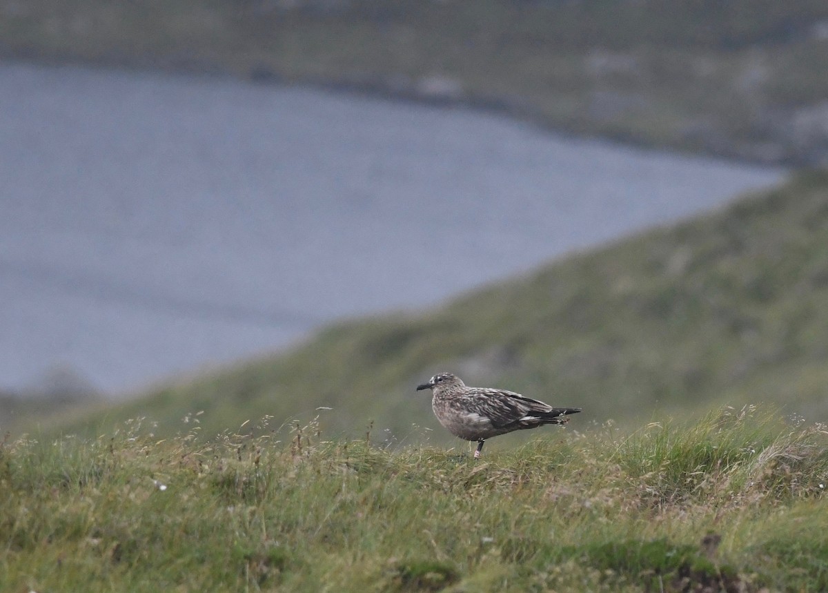 Great Skua - ML644401471