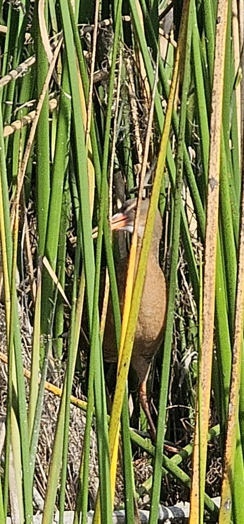 ニシオニクイナ（levipes） - ML644401475