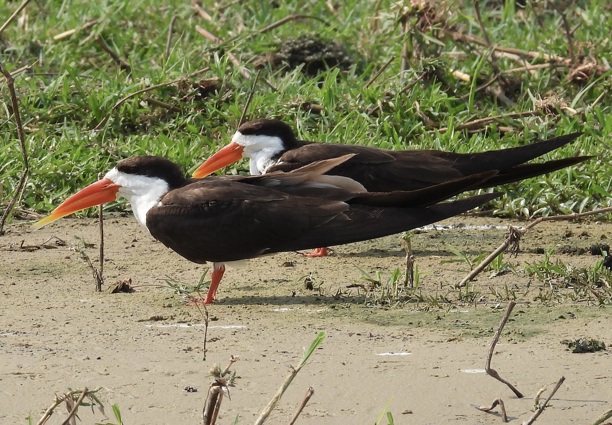 African Skimmer - ML644401476