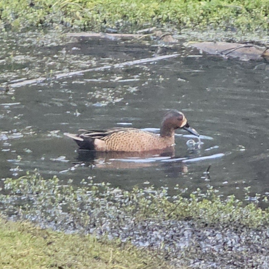Blue-winged x Cinnamon Teal (hybrid) - ML644401480