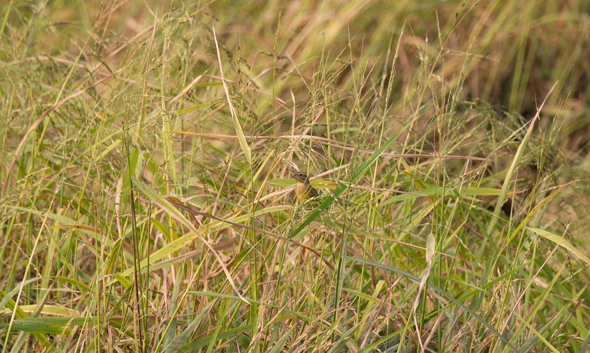 シマアオジ - ML644401486